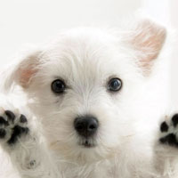 Thumbnail Image - Love Dogs? Maybe You Will Like Star Wars